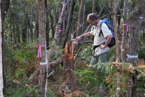 Friends of the Royal National Park Chairperson, Ian Hill, inspects tree destruction at Spring Gully, Bundeena.