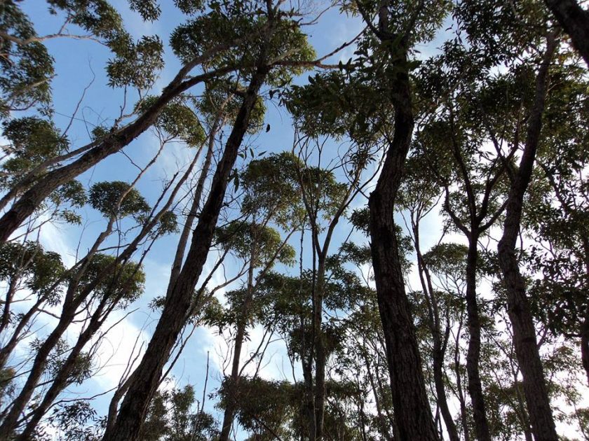 Council vote to hand-over Bundeena bushland for addition to Royal ...