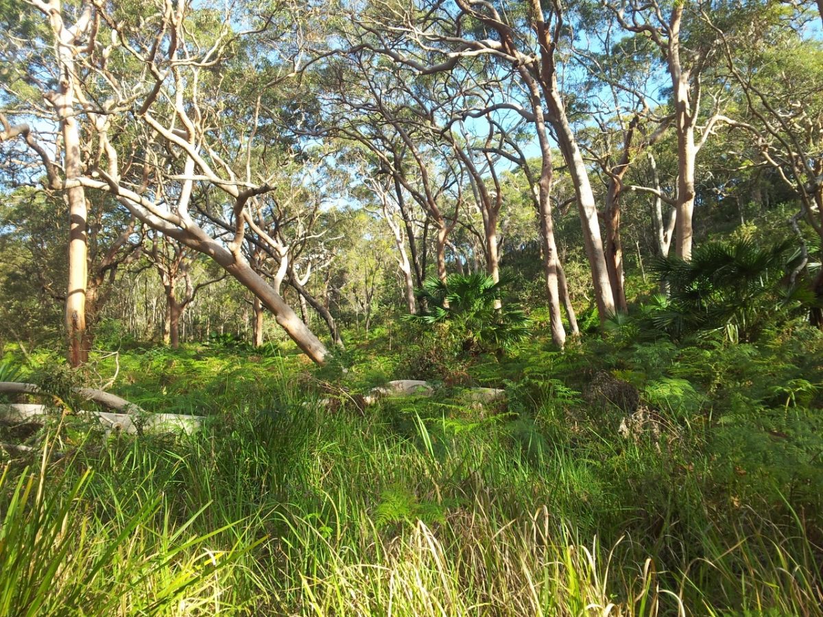 Save Spring Gully, Bundeena. – Protect the Royal National Park.